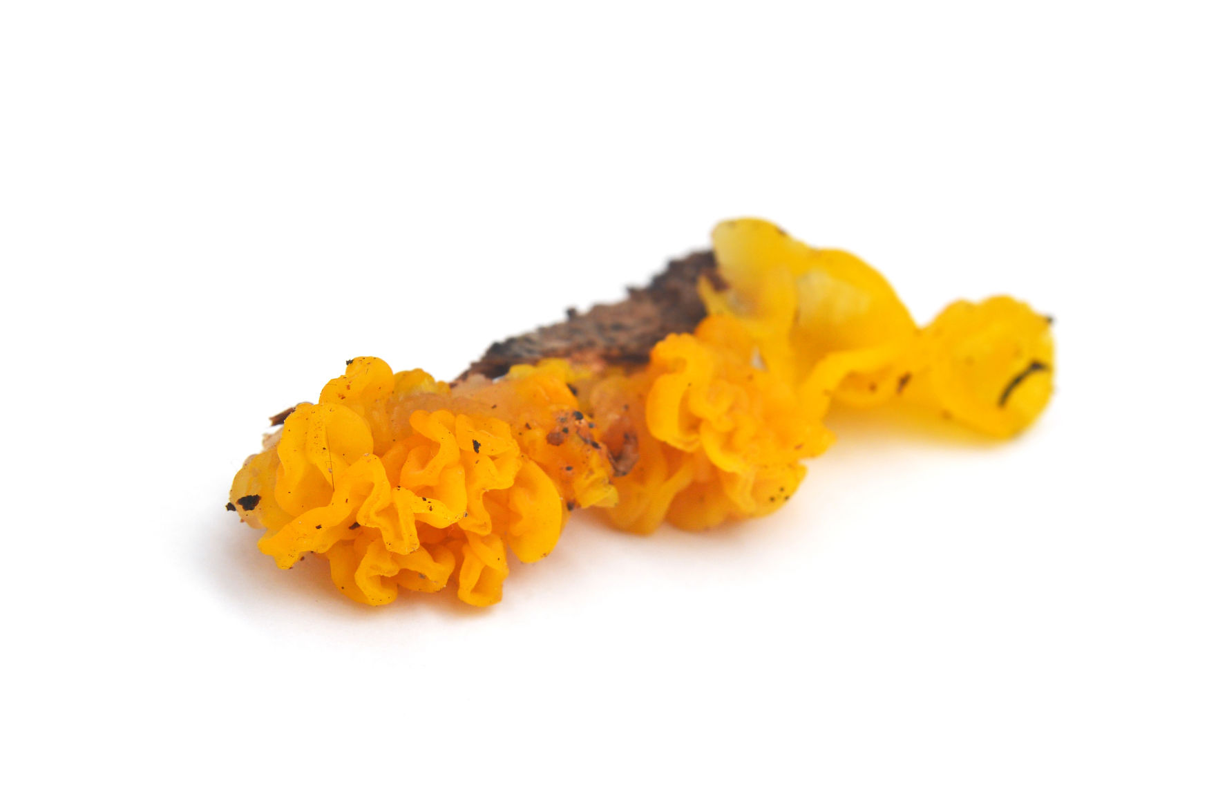 Tremella